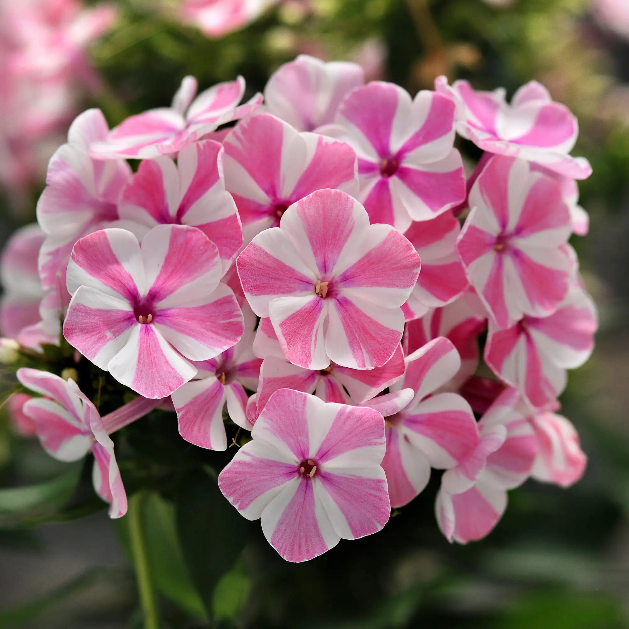 Phlox Garden 'Peppermint Twist'
