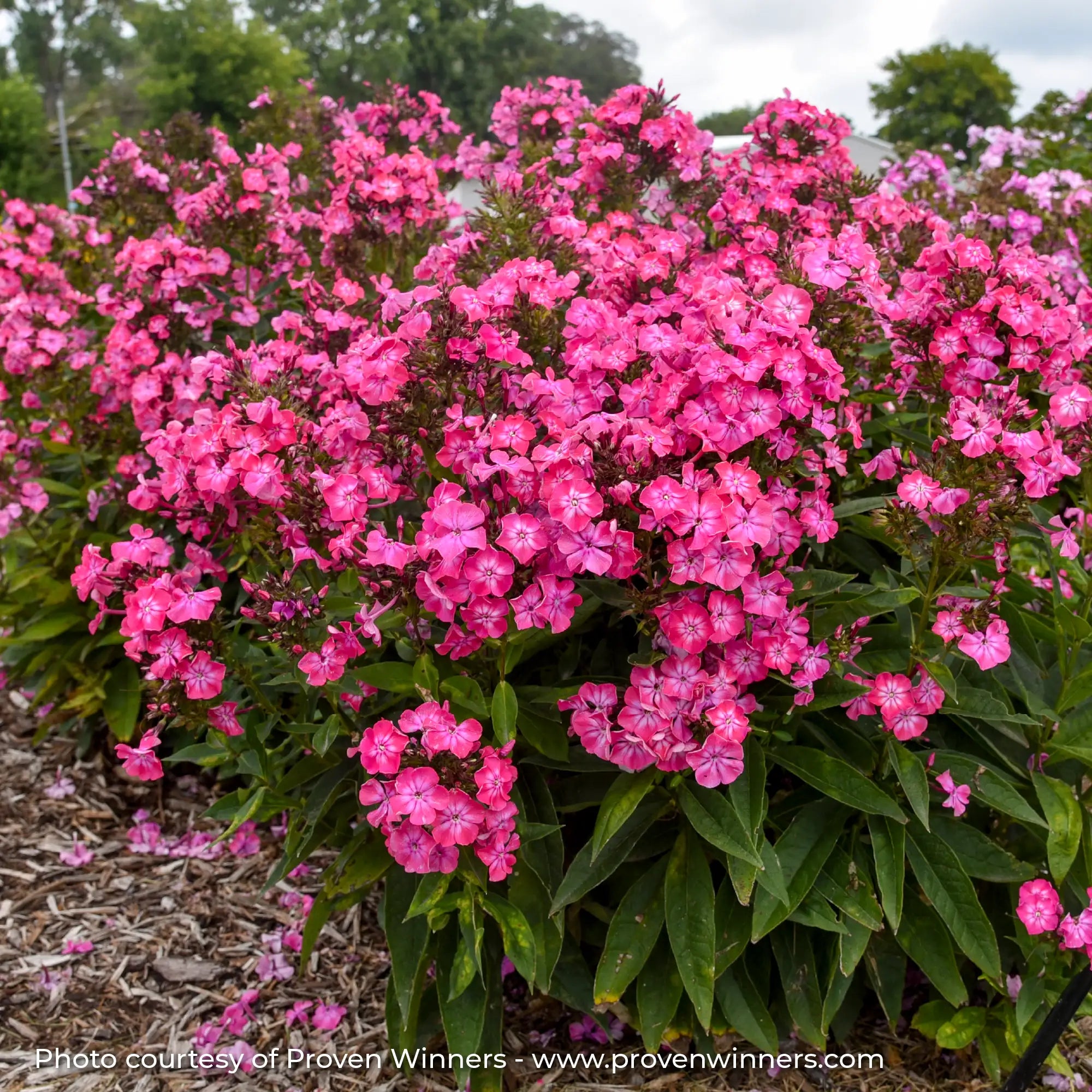 Phlox Garden Luminary® 'Pink Lightning'
