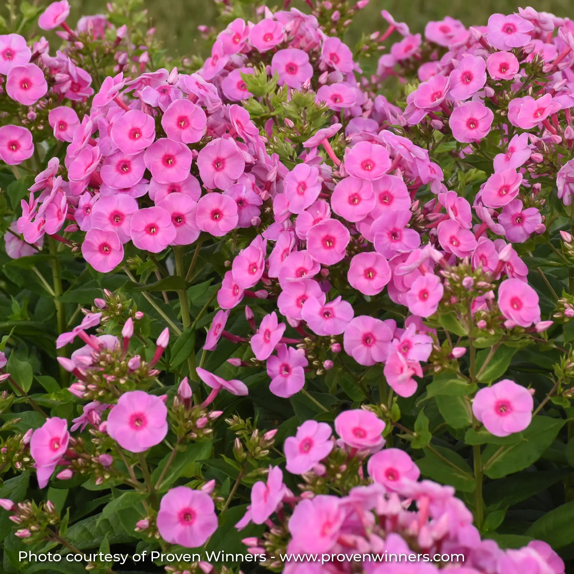 Phlox Garden Luminary® 'Prismatic Pink'
