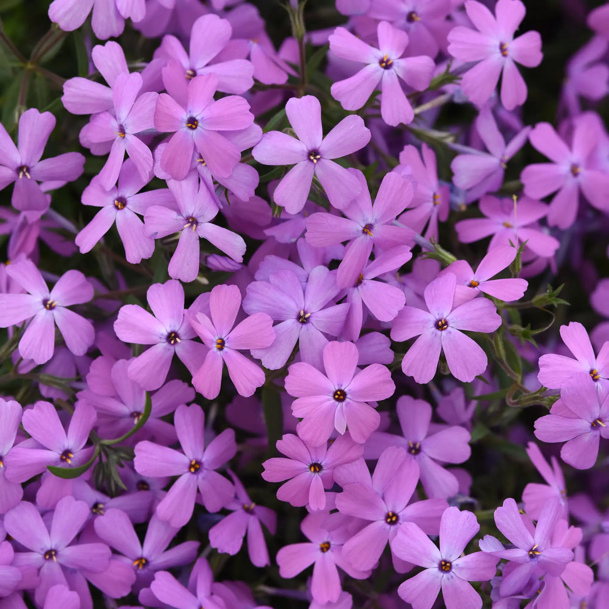 Phlox Creeping Spring Splash™ 'Lilac'