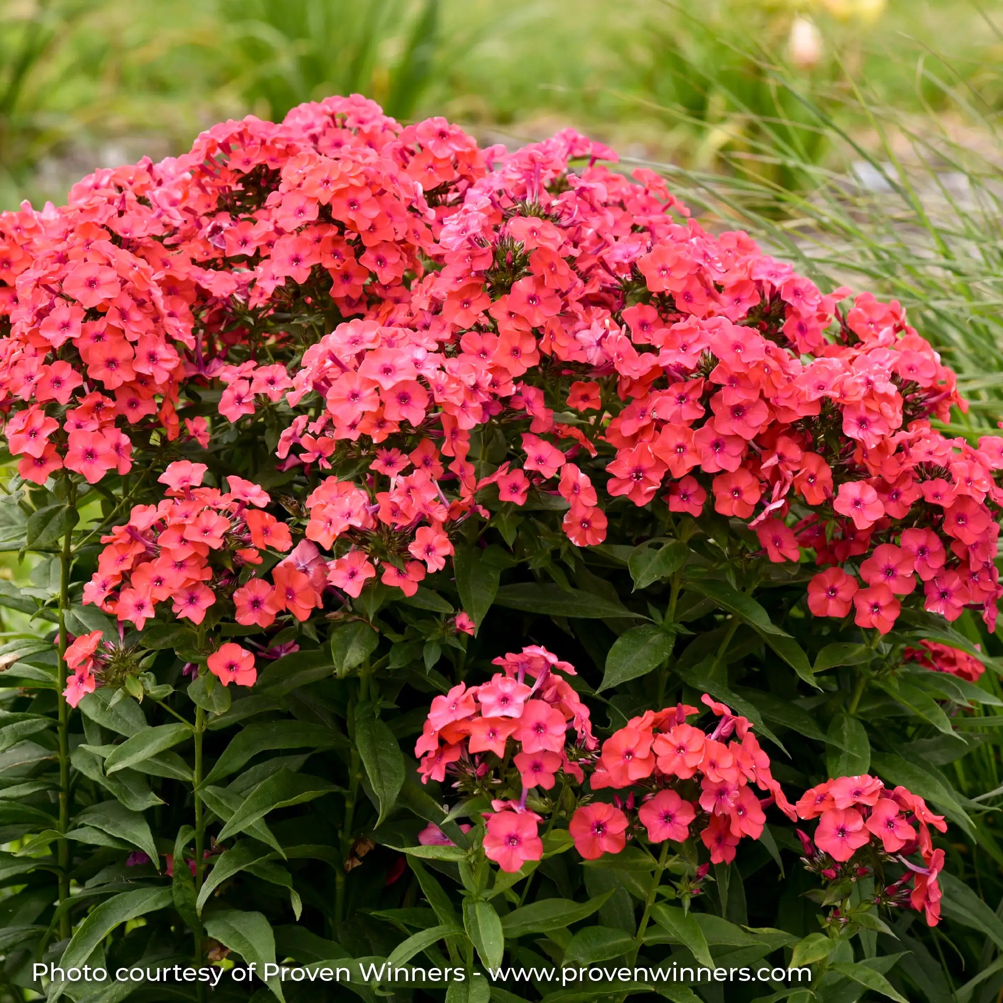 Phlox Garden Luminary® 'Sunset Coral'