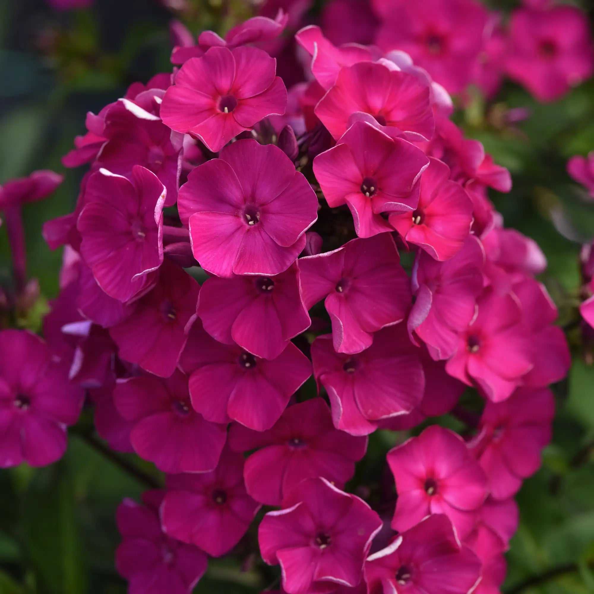 Phlox Garden Super Ka-Pow™ 'Fuchsia'
