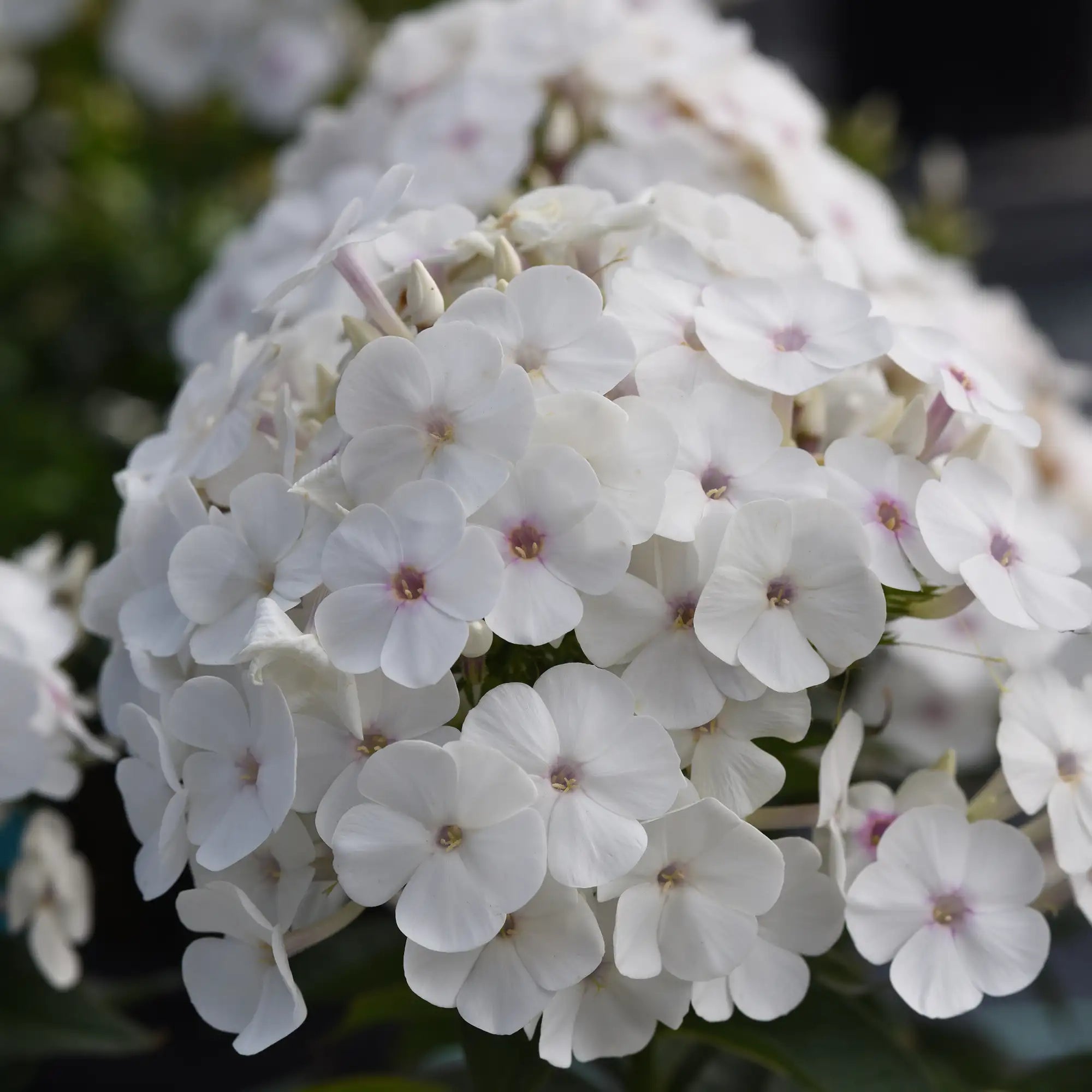 Phlox Garden Super Ka-Pow™ 'White'