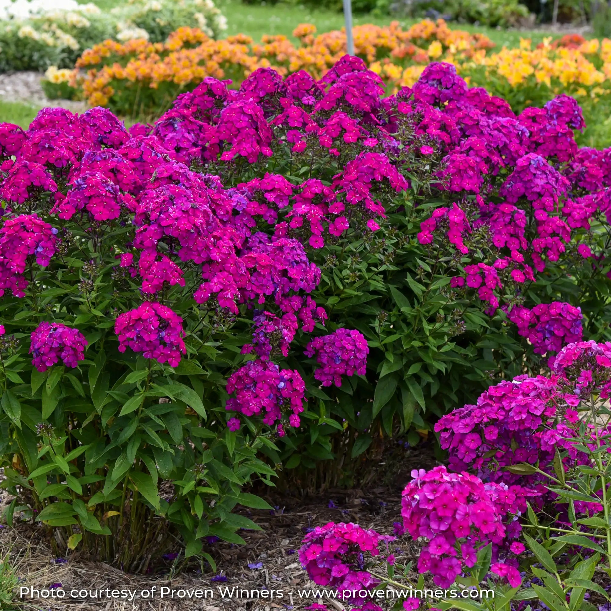 Phlox Garden Luminary® 'Ultraviolet'