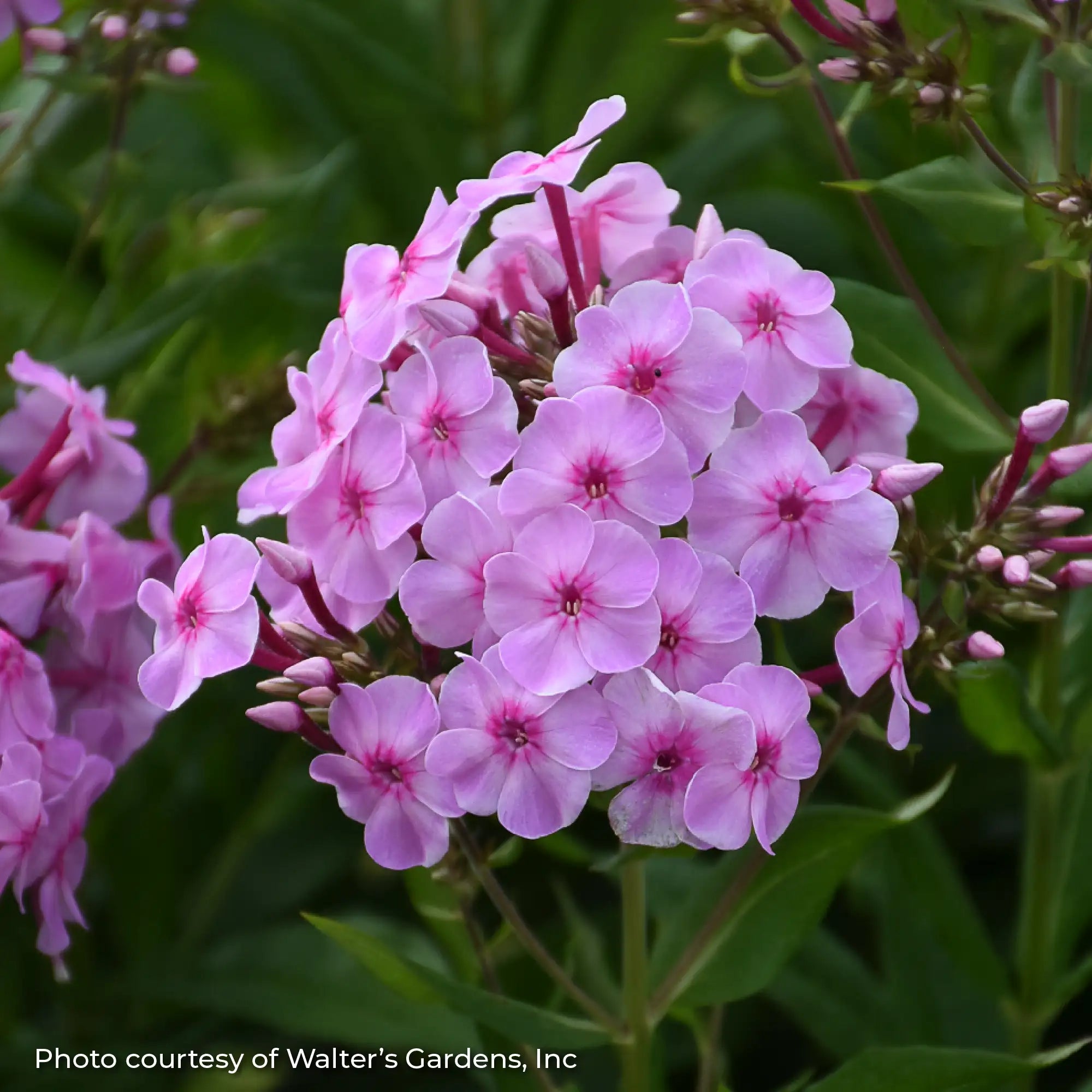 Phlox Garden Garden Girls™ 'Uptown Girl'