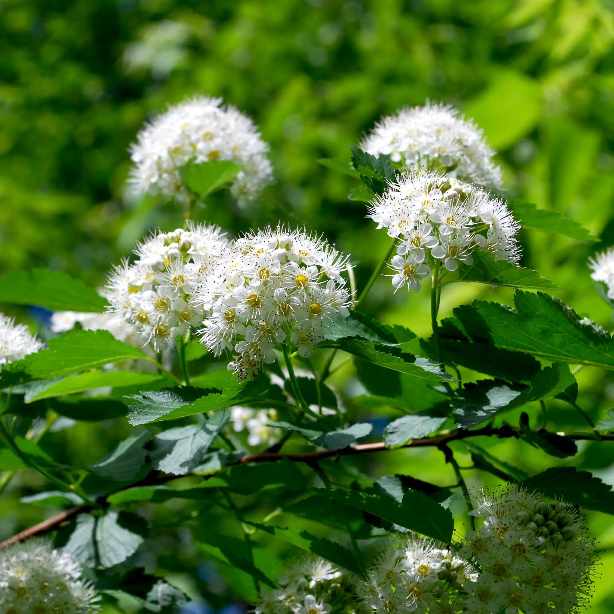 Common Ninebark