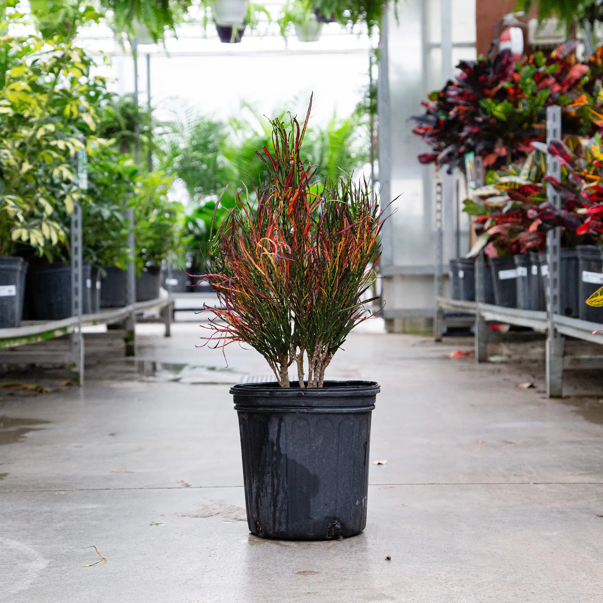 Croton 'Picasso's Paintbrush'