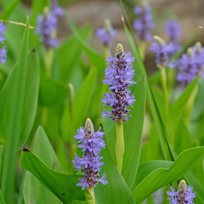 Pickerel Weed with purple flowers
