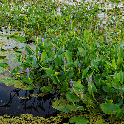 Pickerel Weed purple flowering in a pond