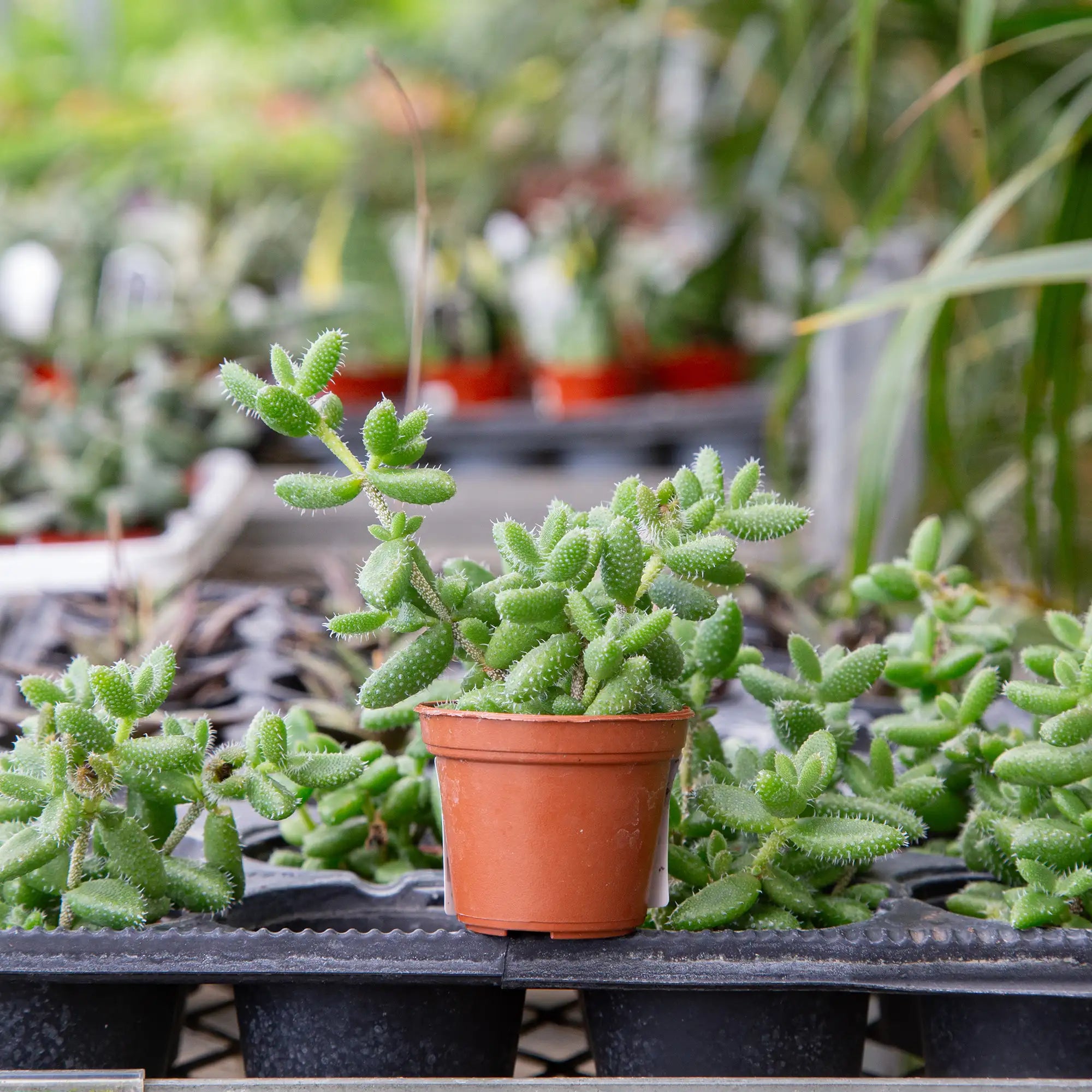 Pickle Plant