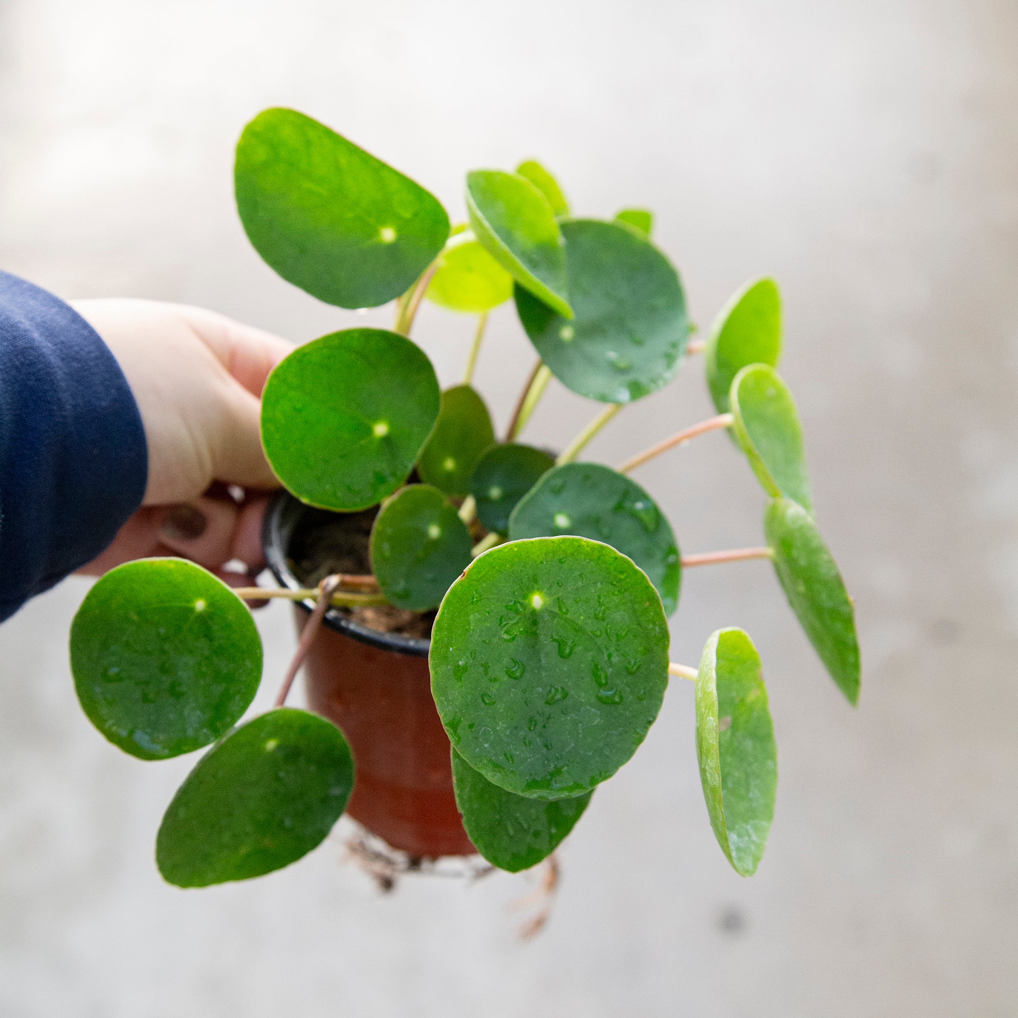 Chinese Money Plant, Friendship Plant