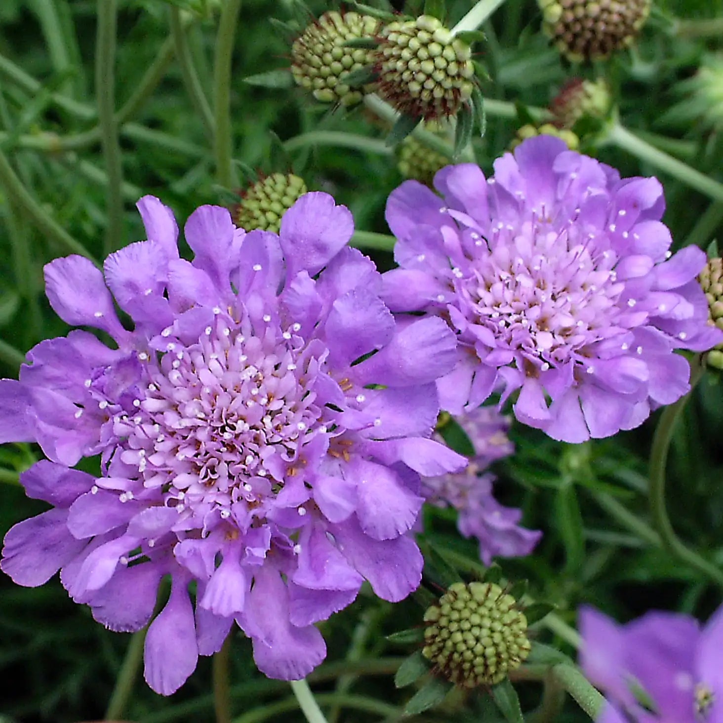 Pincushion Flower 'Butterfly Blue'