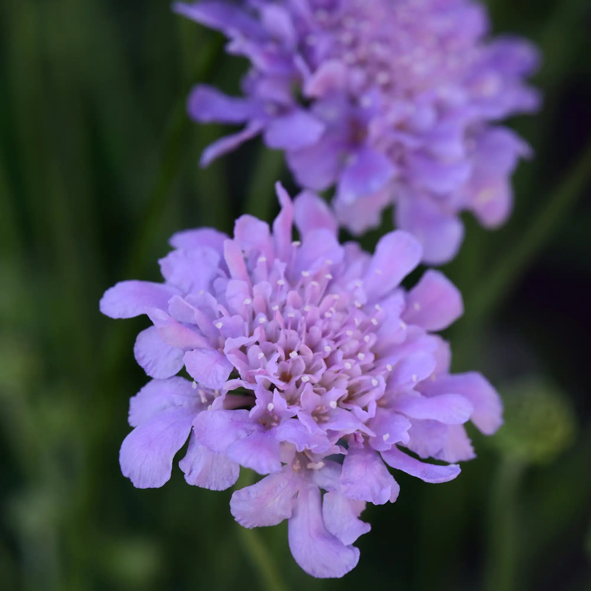 Pincushion Flower Flutter™ 'Deep Blue'