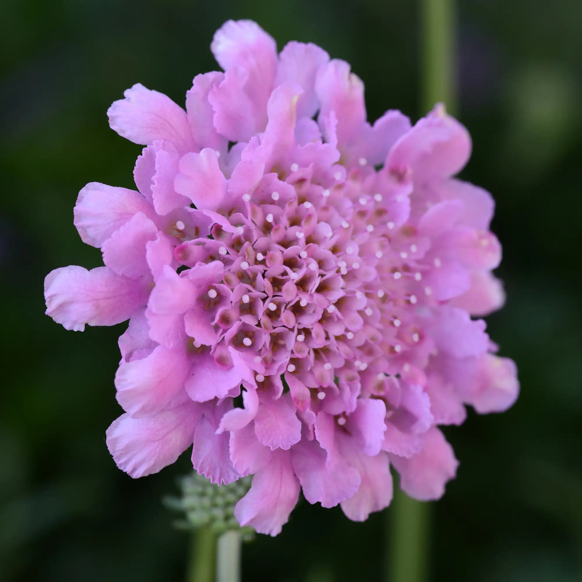 Pincushion Flower Flutter™ 'Rose Pink'