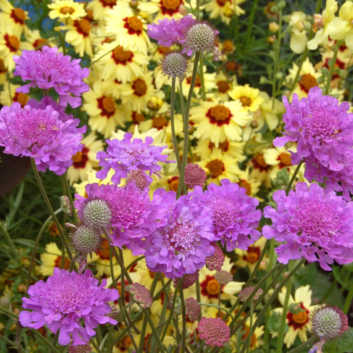 Pincushion Flower 'Vivid Violet'