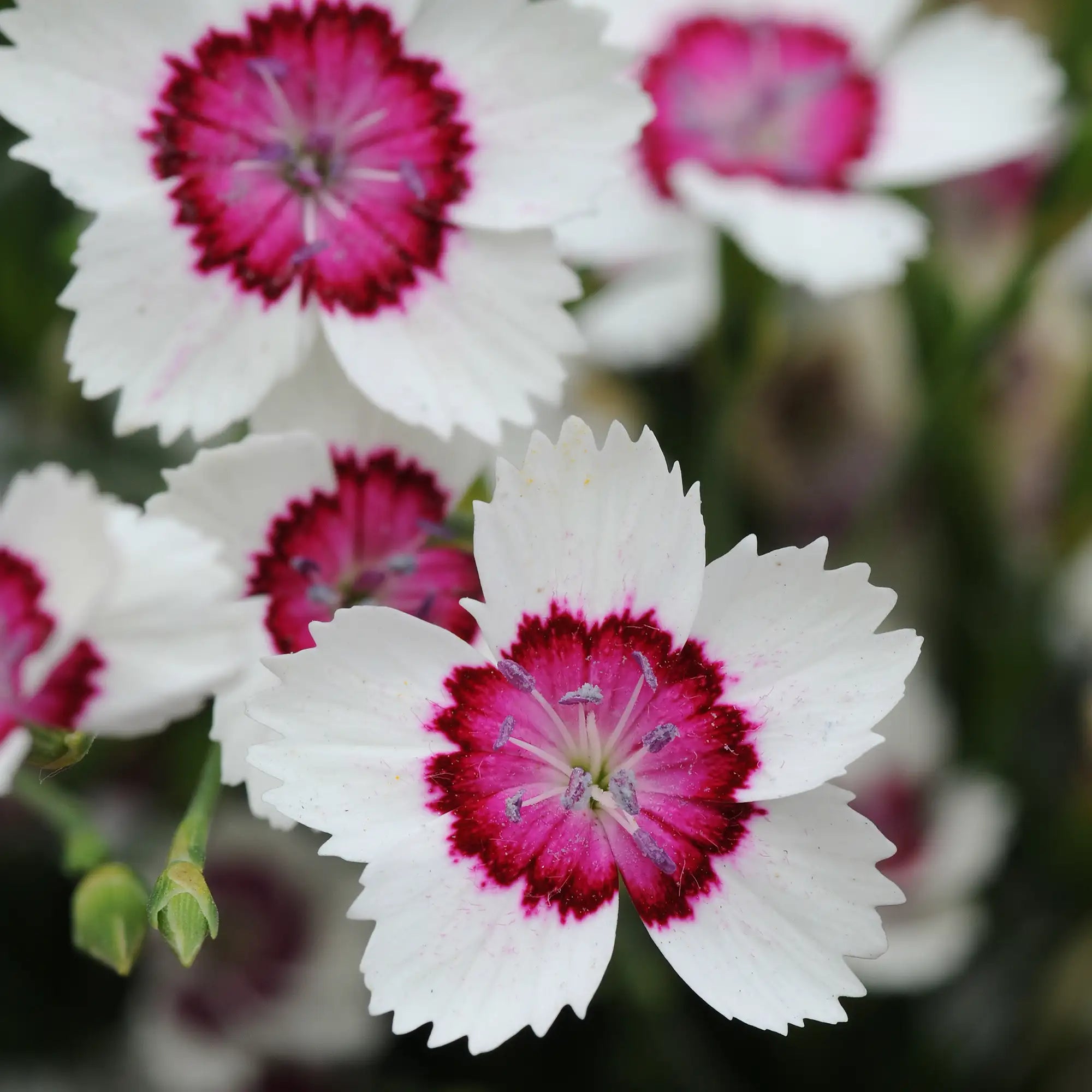 Pinks 'Arctic Fire'