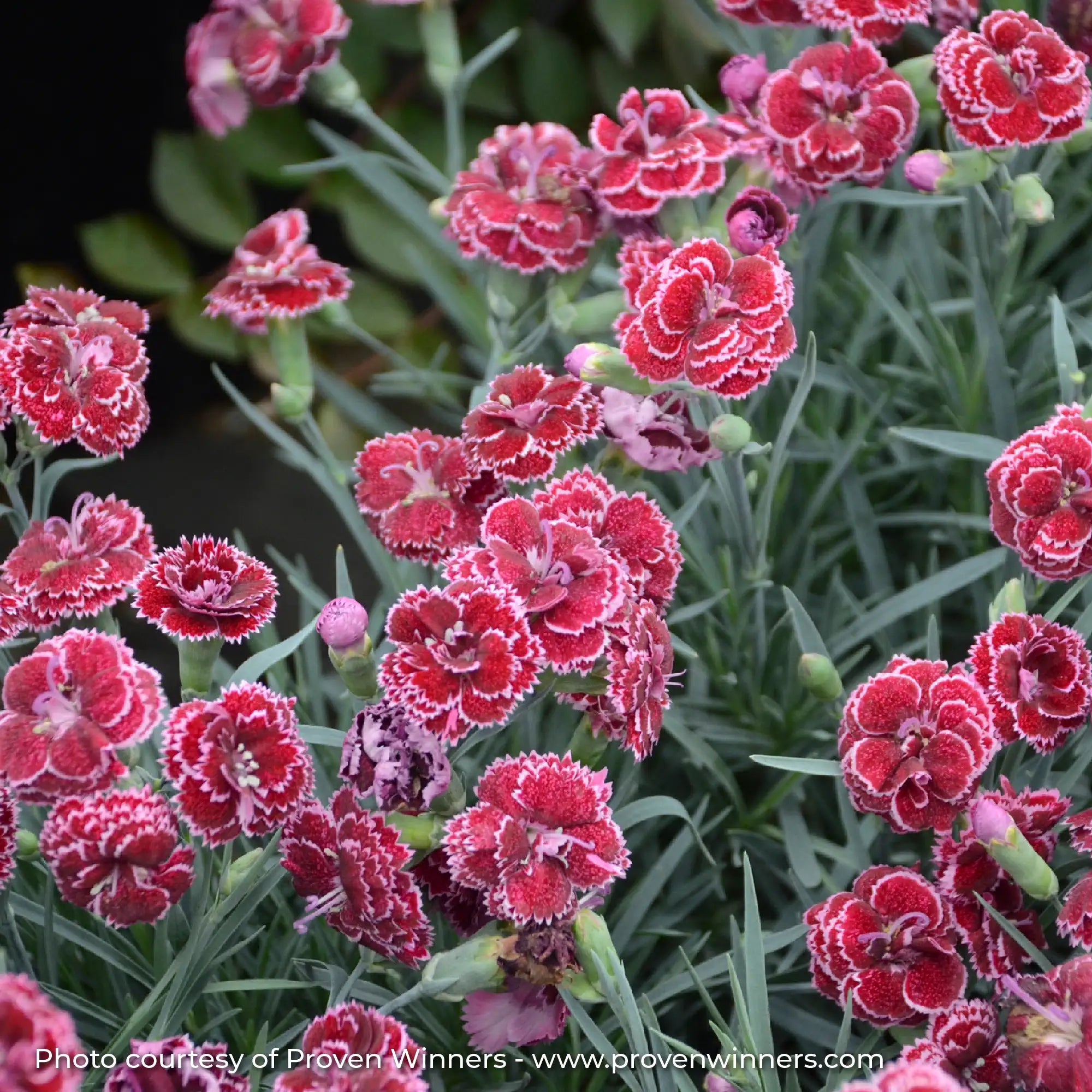 Red and Pink Dianthus in a garden