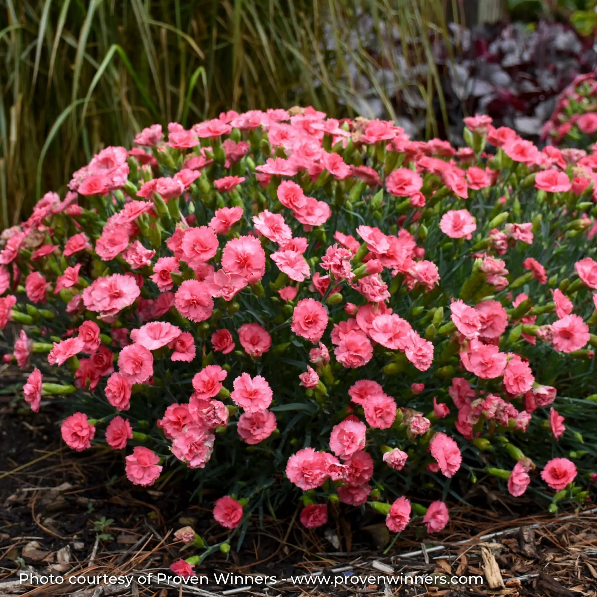 Coral Pink Dianthus in a garden