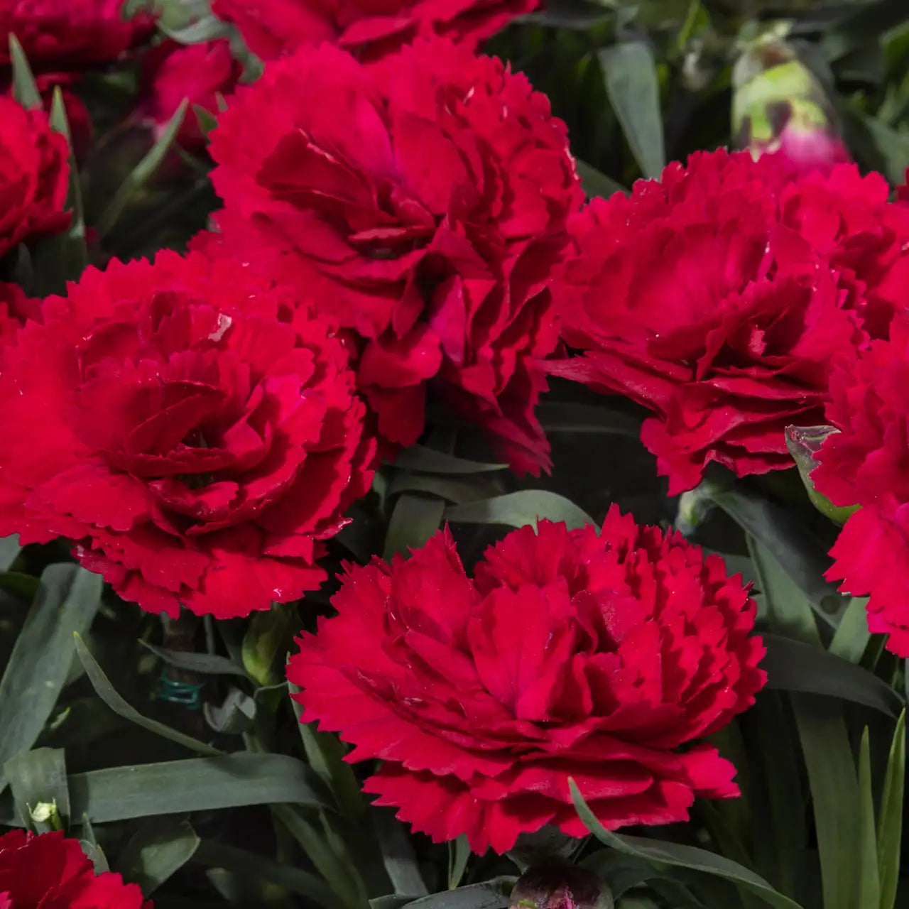 Pinks Constant Beauty® 'Red'