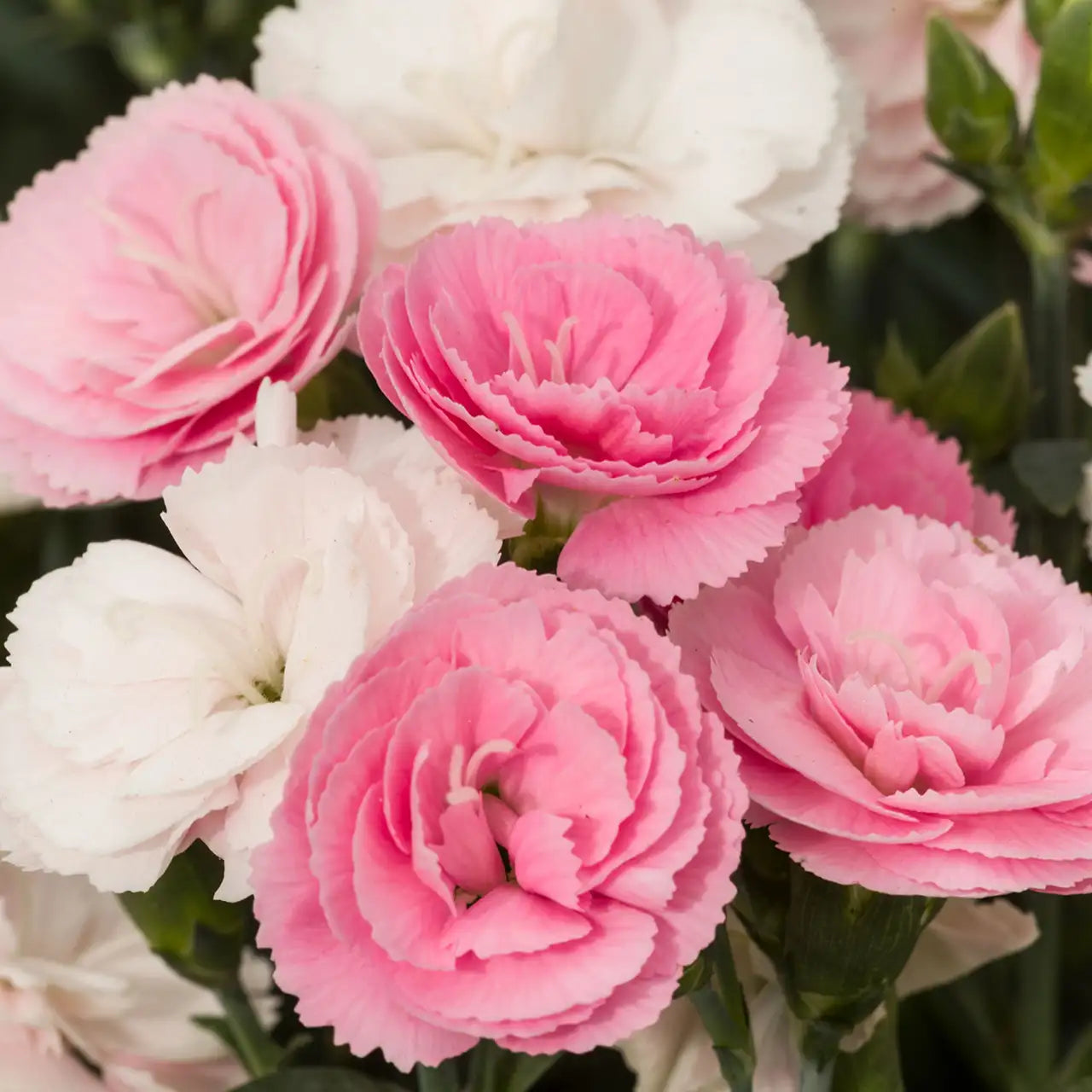 Pinks Constant Cadence® 'Peach Milk'