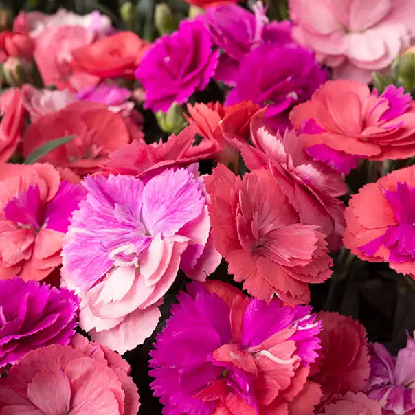 Pinks Constant Cadence® 'Potpourri'