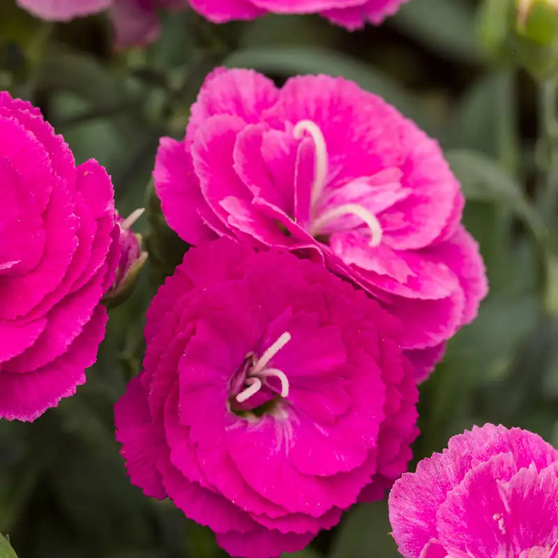 Pinks Constant Cadence® 'Raspberry'