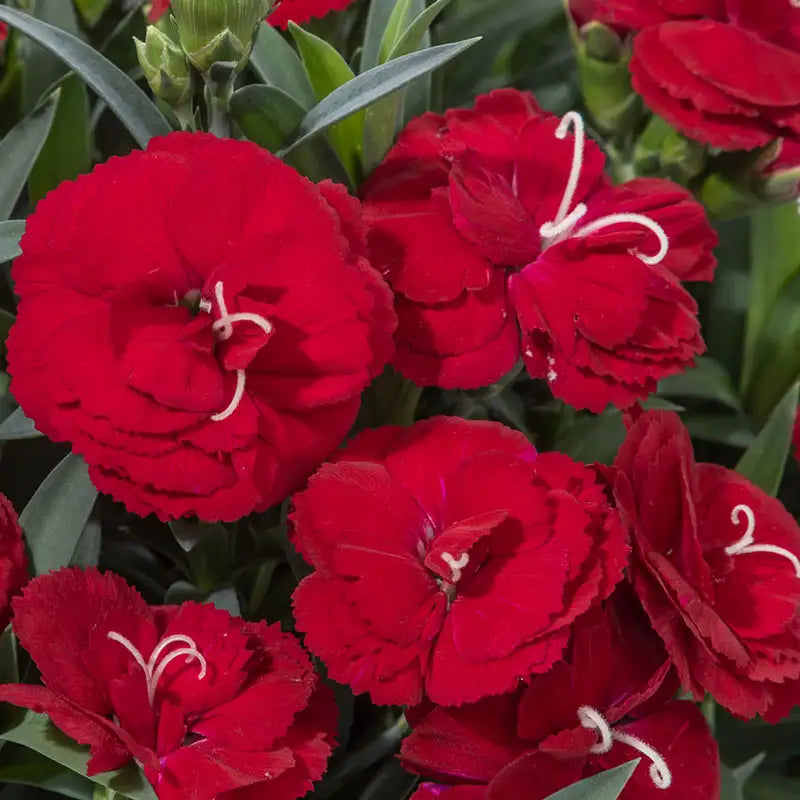 Pinks Constant Cadence® 'Red'