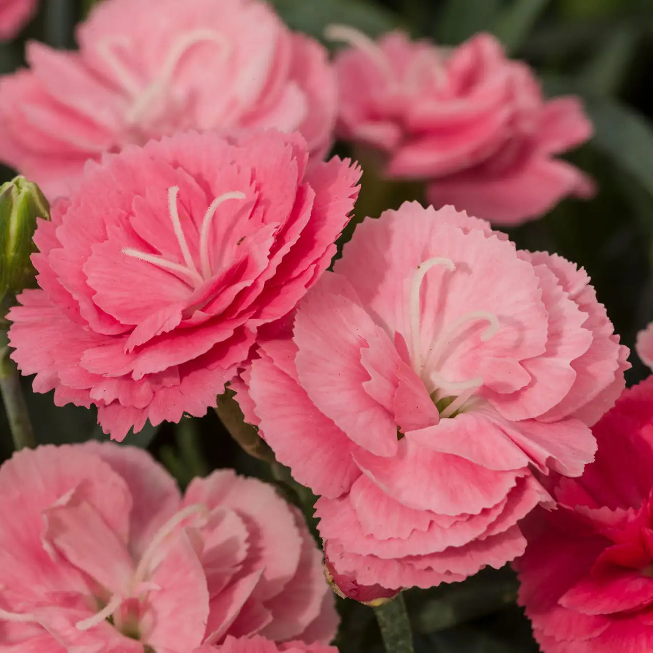 Pinks Constant Cadence® 'Salmon'
