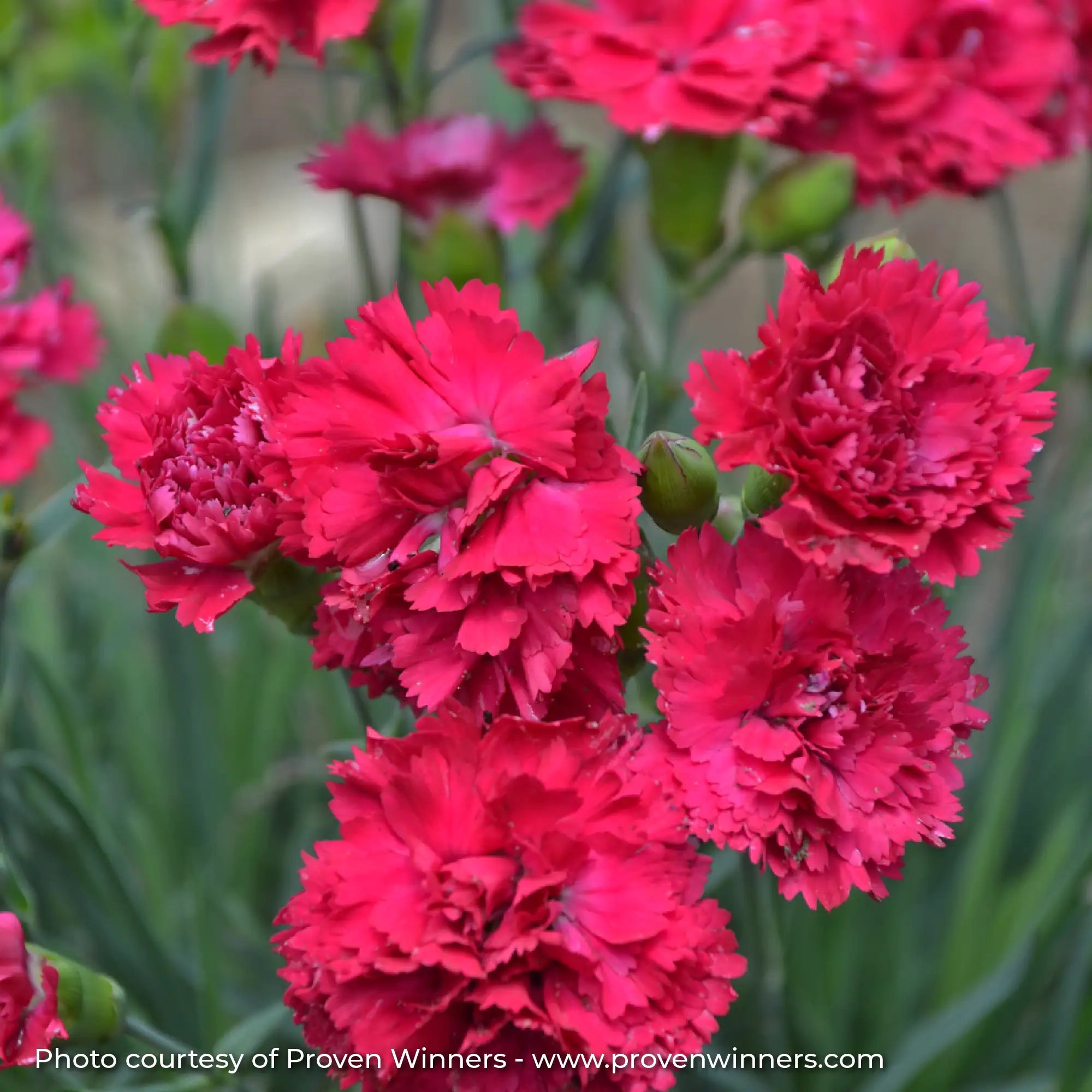 Dark Pink Dianthus in a garden