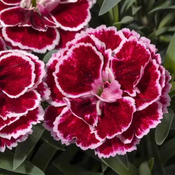 Pinks Constant Beauty® 'Crush Burgundy'