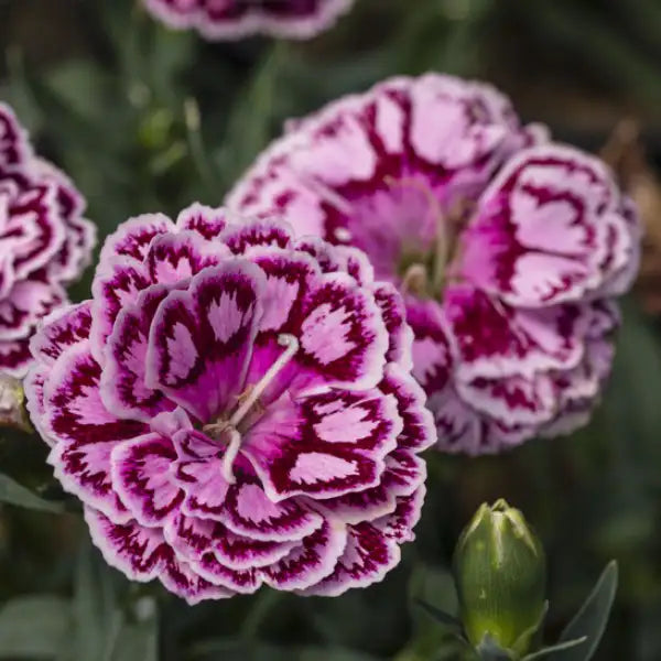 Pinks Constant Beauty® 'Crush Cherry'