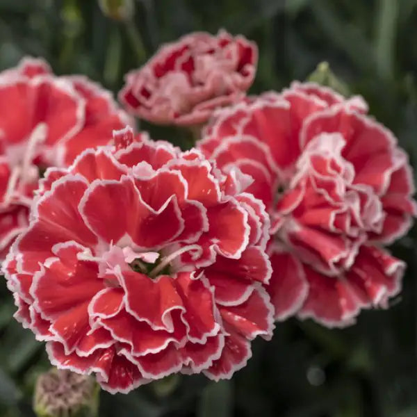 Pinks Constant Beauty® 'Crush Orange'