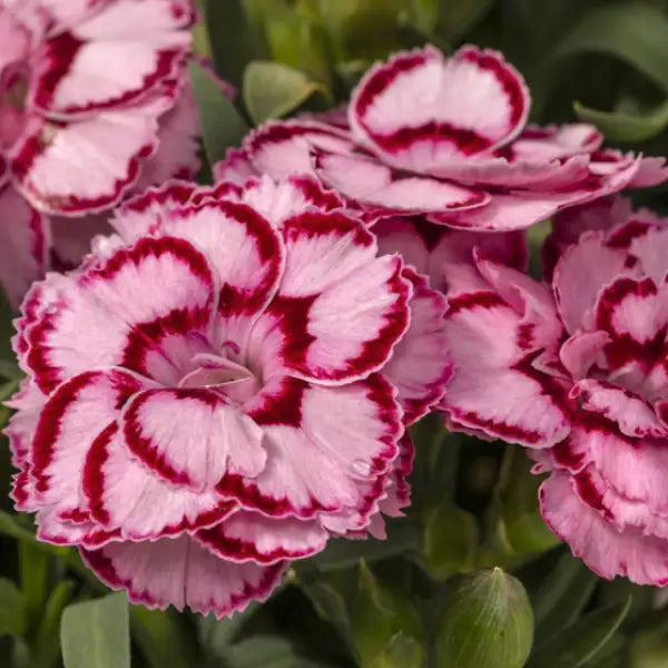 Pinks Constant Beauty® 'Crush Pink'