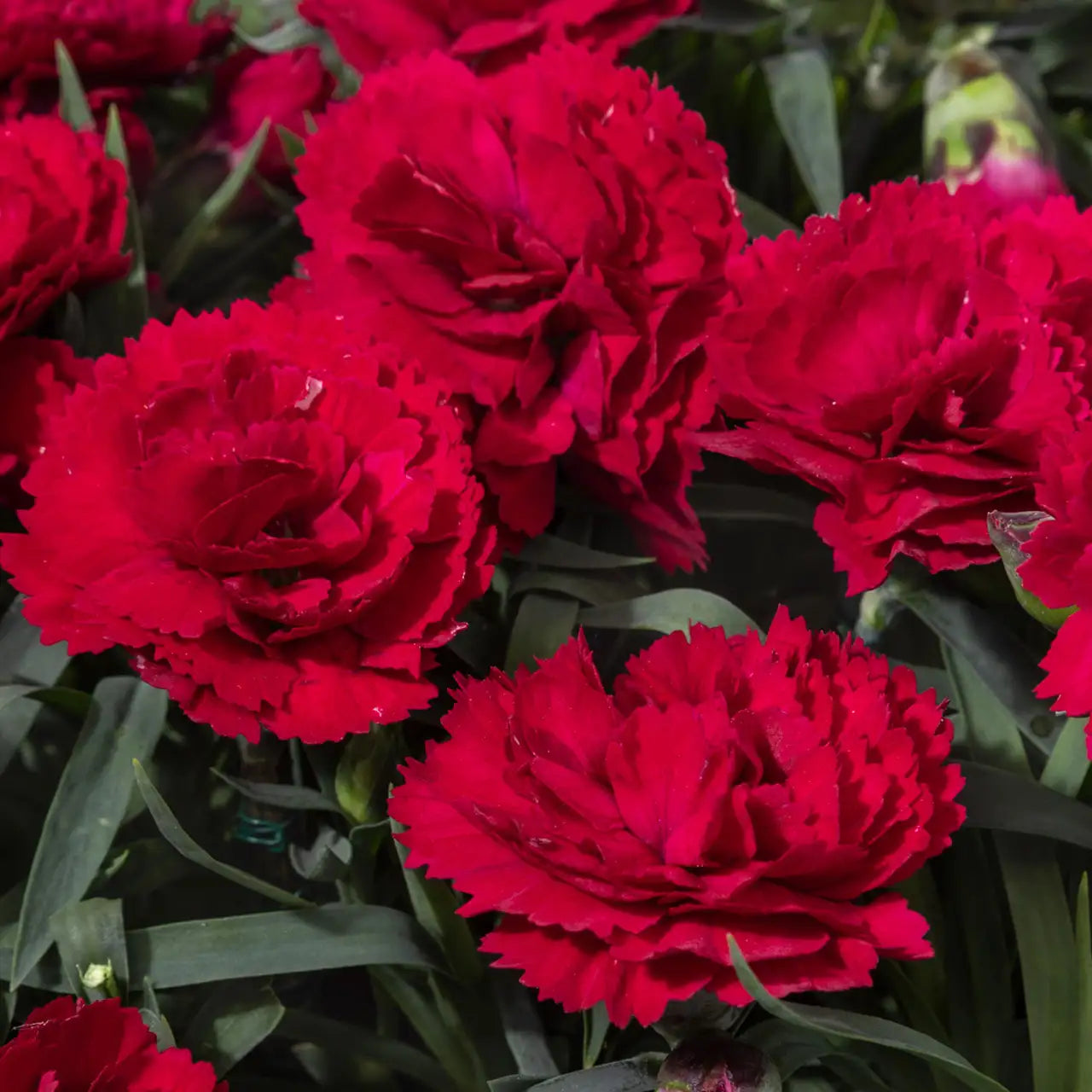 Pinks Constant Beauty® 'Crush Red'