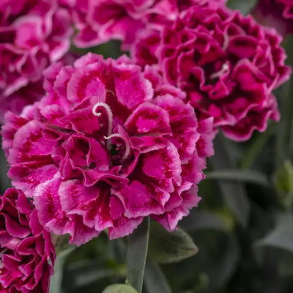 Pinks Constant Beauty® 'Crush Rose'