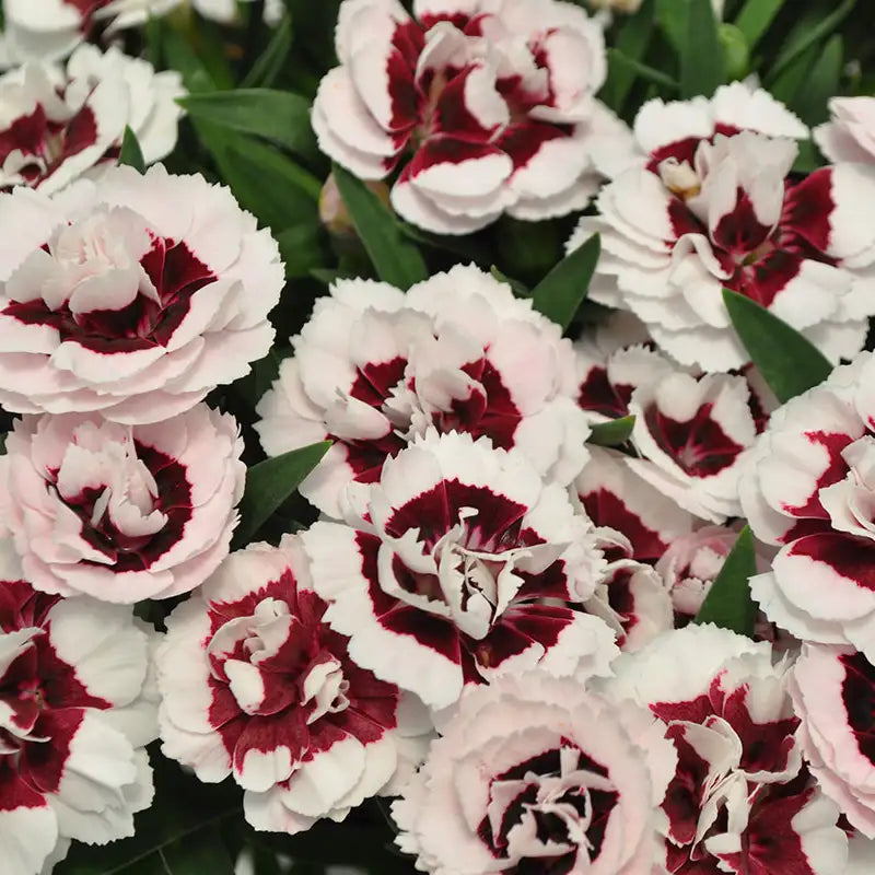 Pinks Constant Beauty® 'Crush Wine'