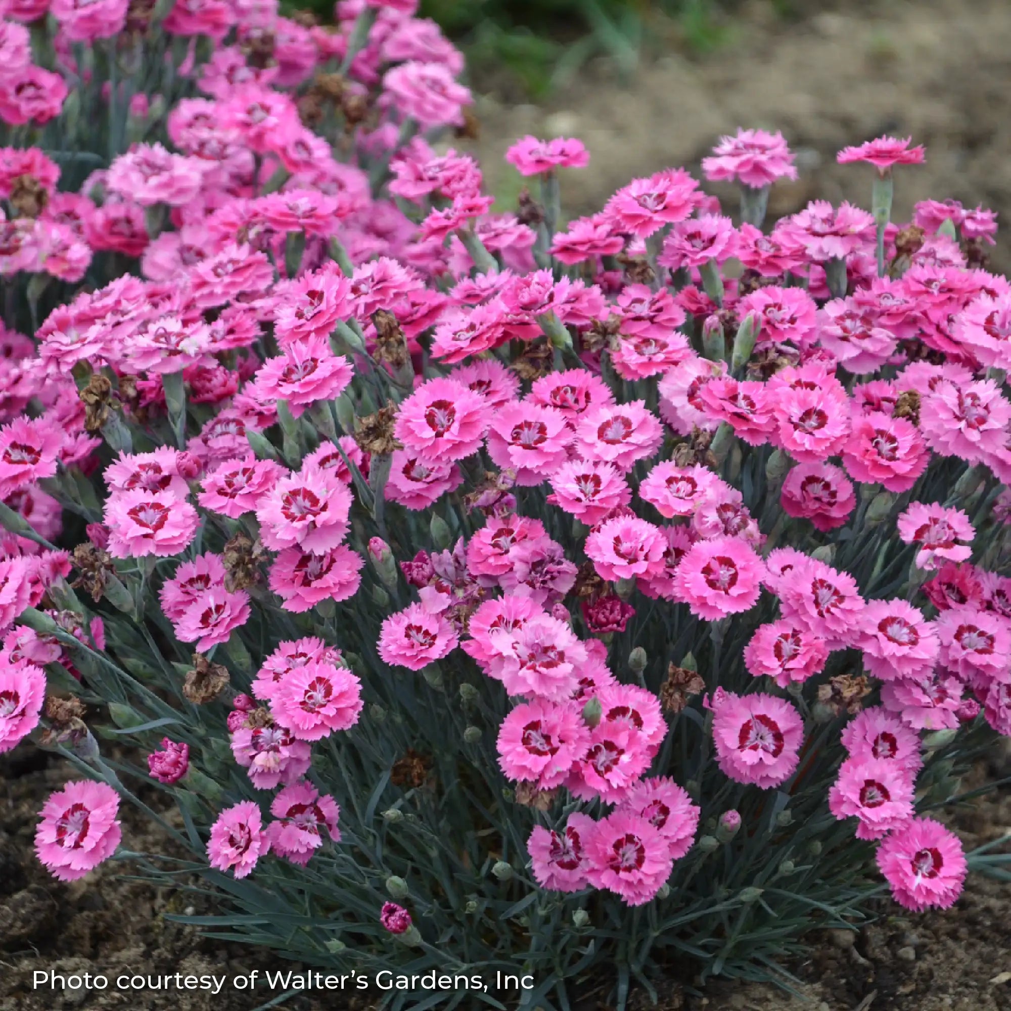 Close-up of Dark Pink Dianthus in a garden. 