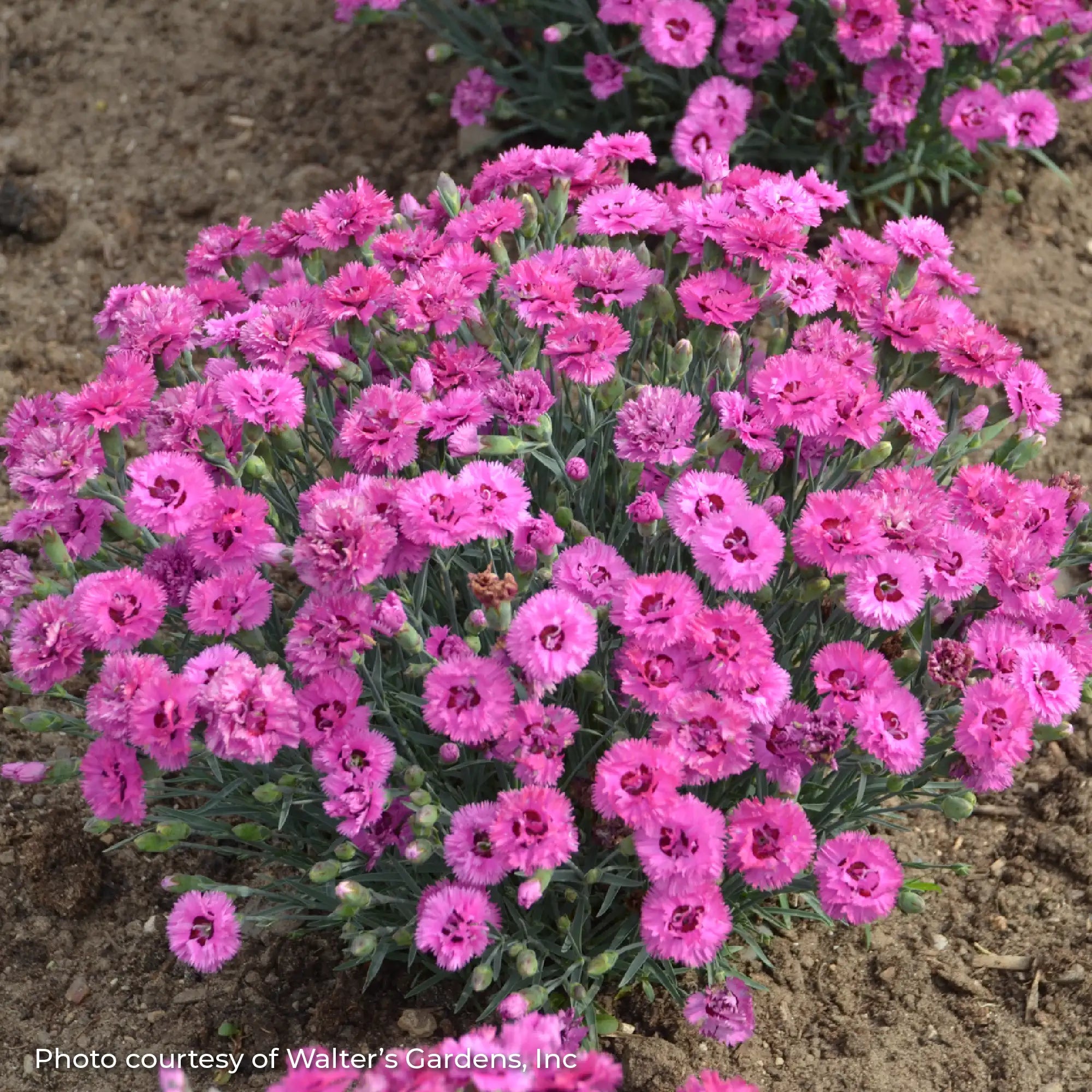 Pink Dianthus in a garden.