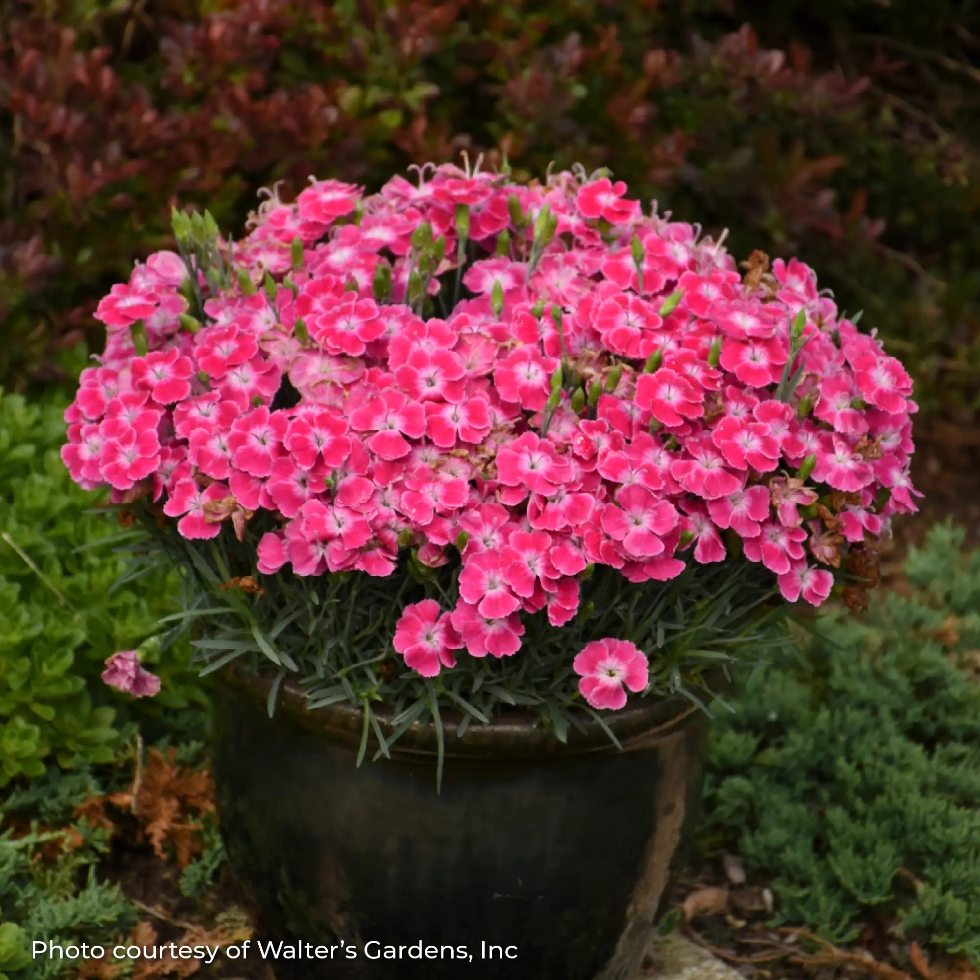 Bright Pink Dianthus with a White Centre in a pot.  