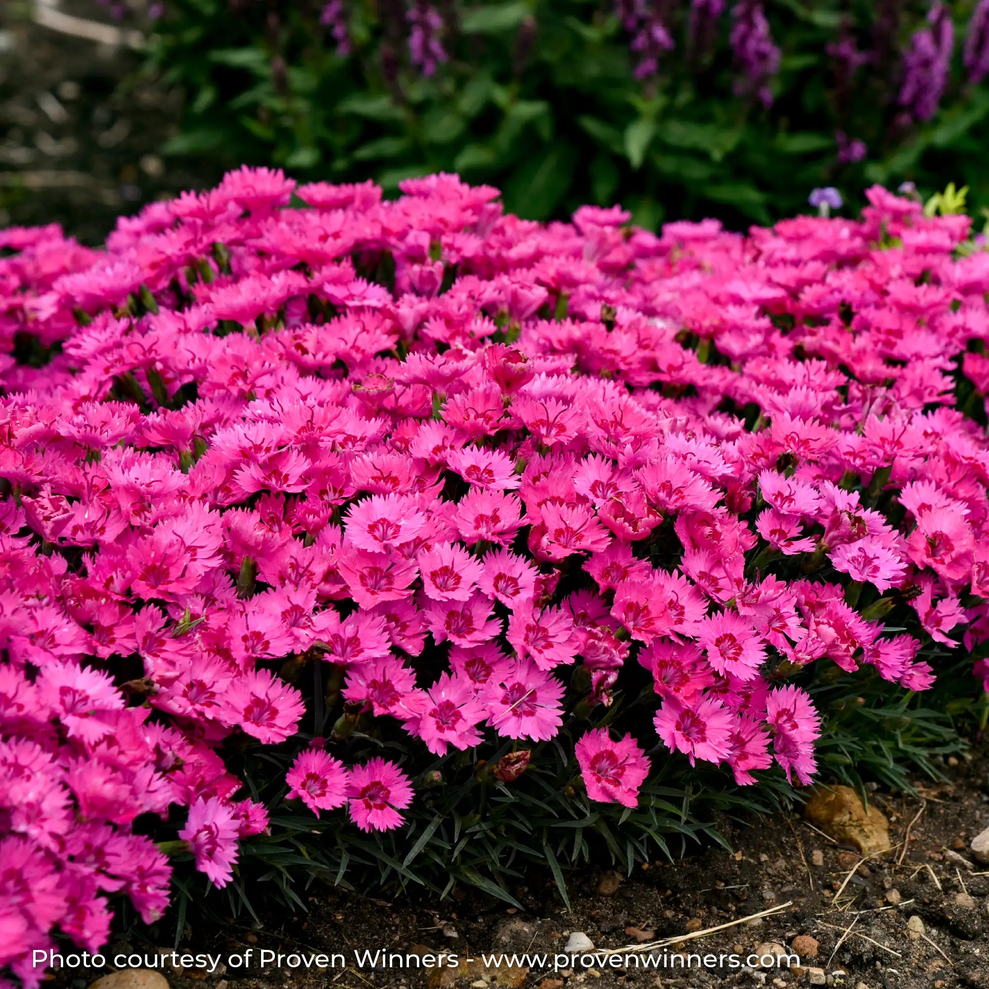 Pinks 'Paint the Town Fancy'