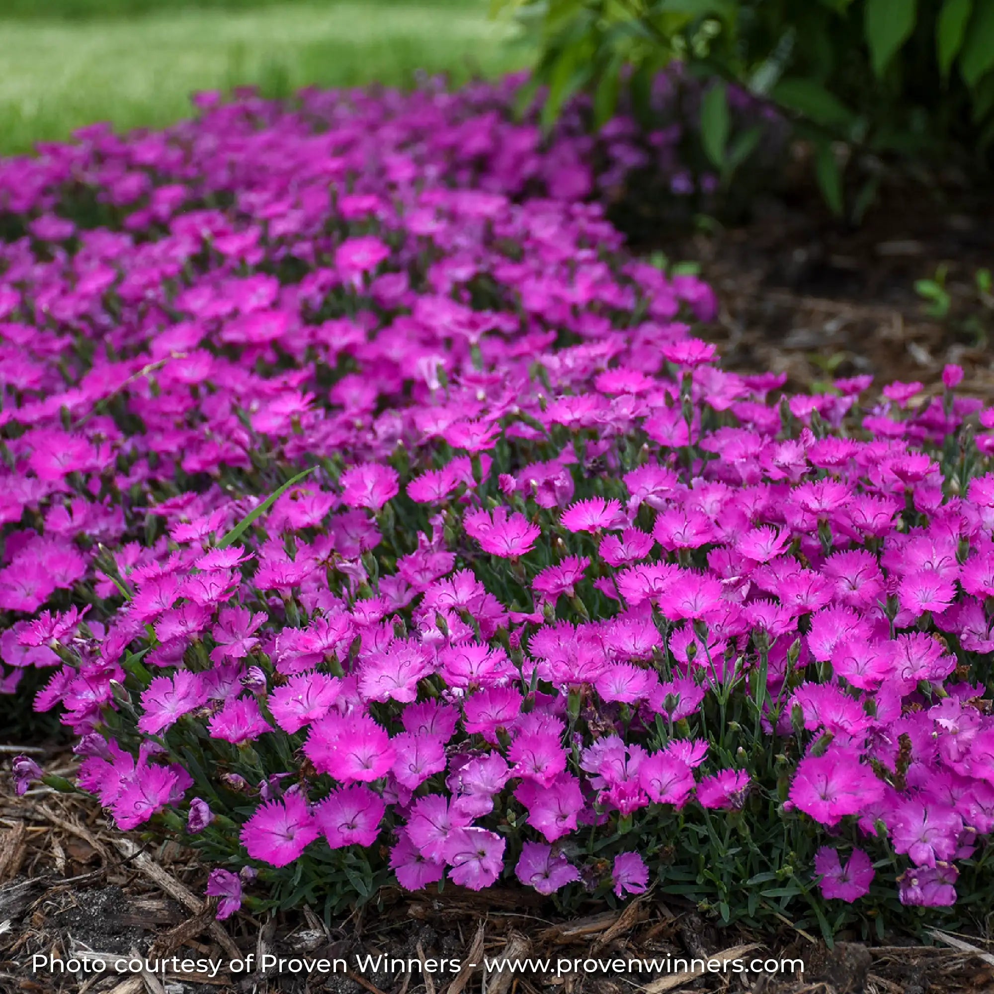 Dark Pink Dianthus in a garden