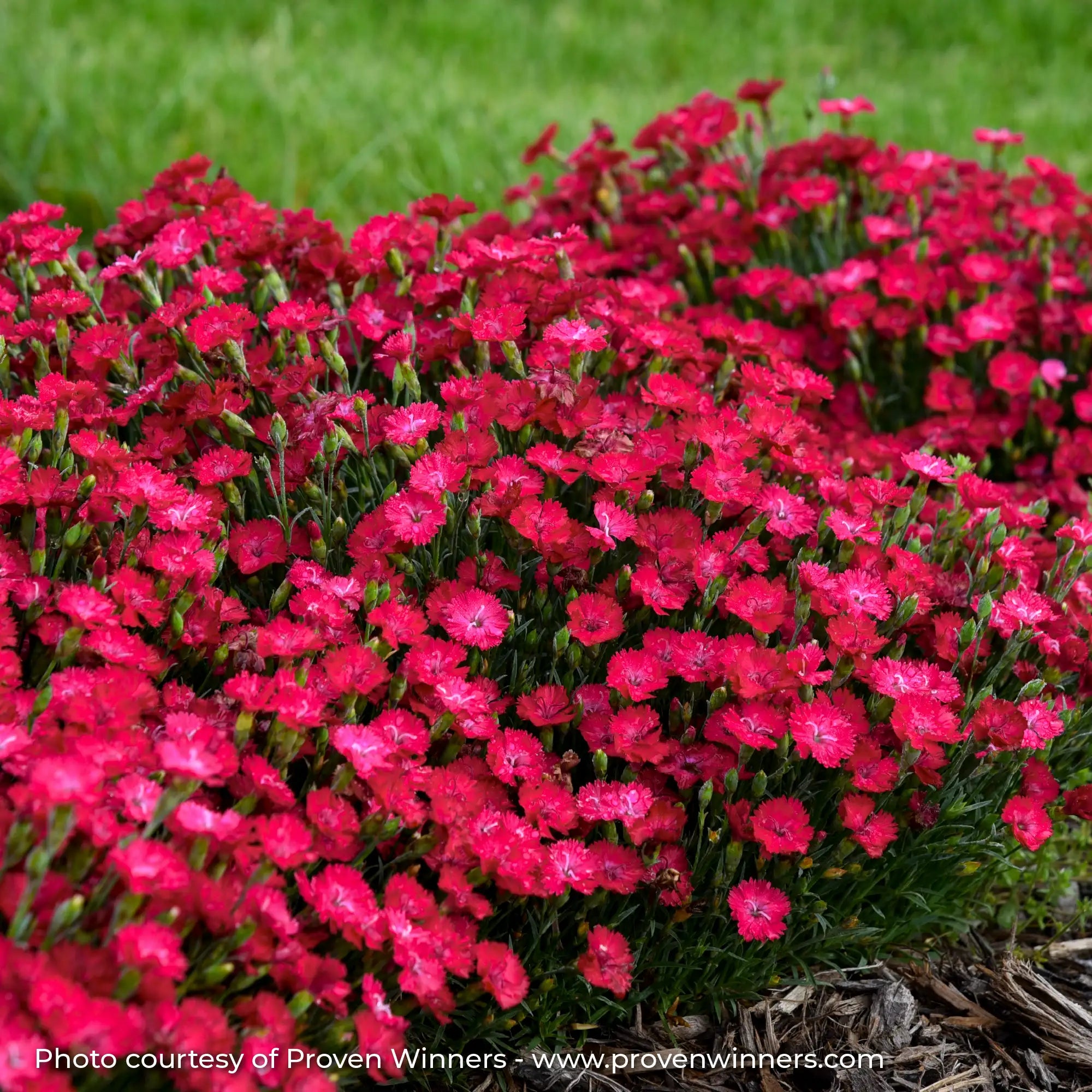 Close-up of Dark Pink Dianthus in a garden