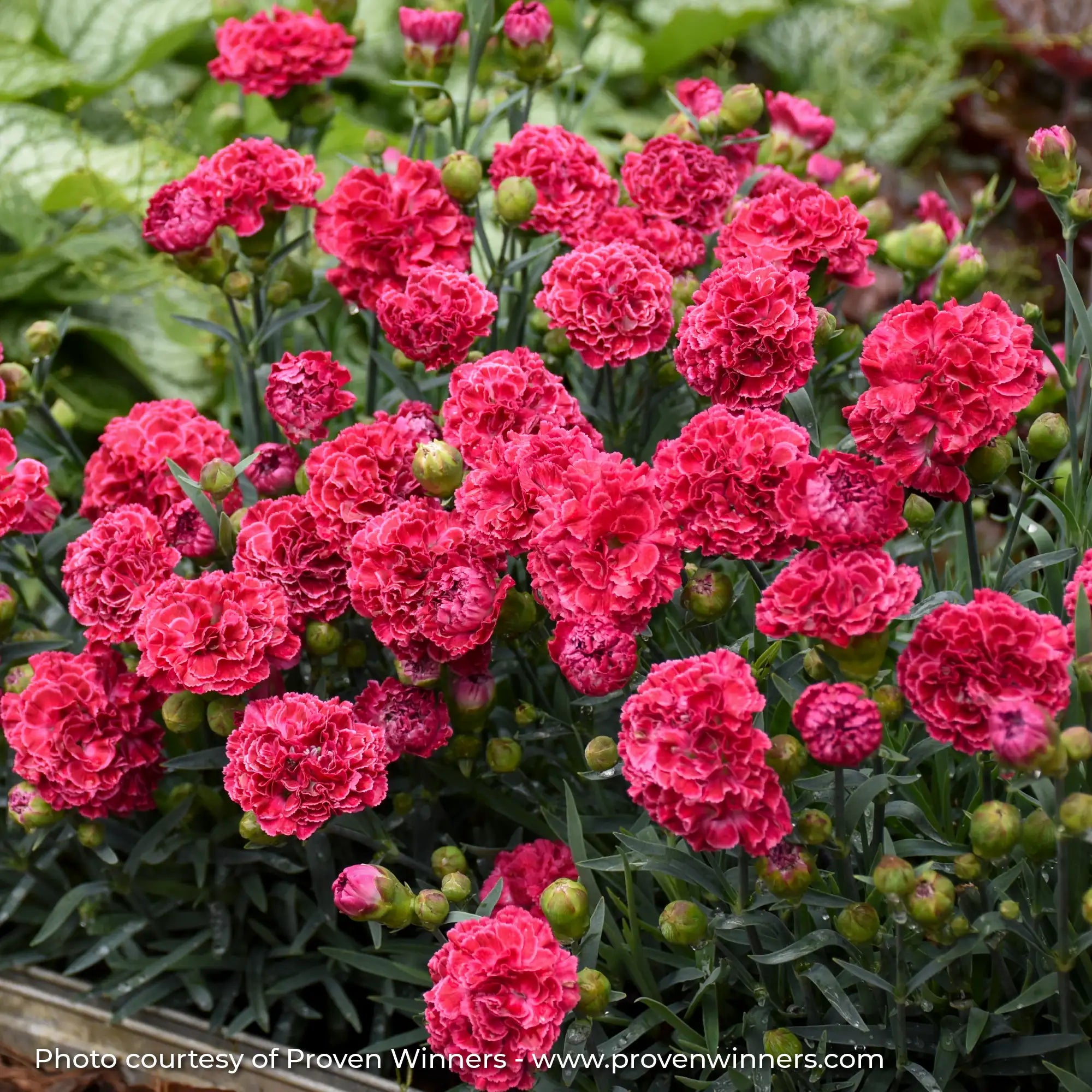 Close-up of Light Red Dianthus in a garden