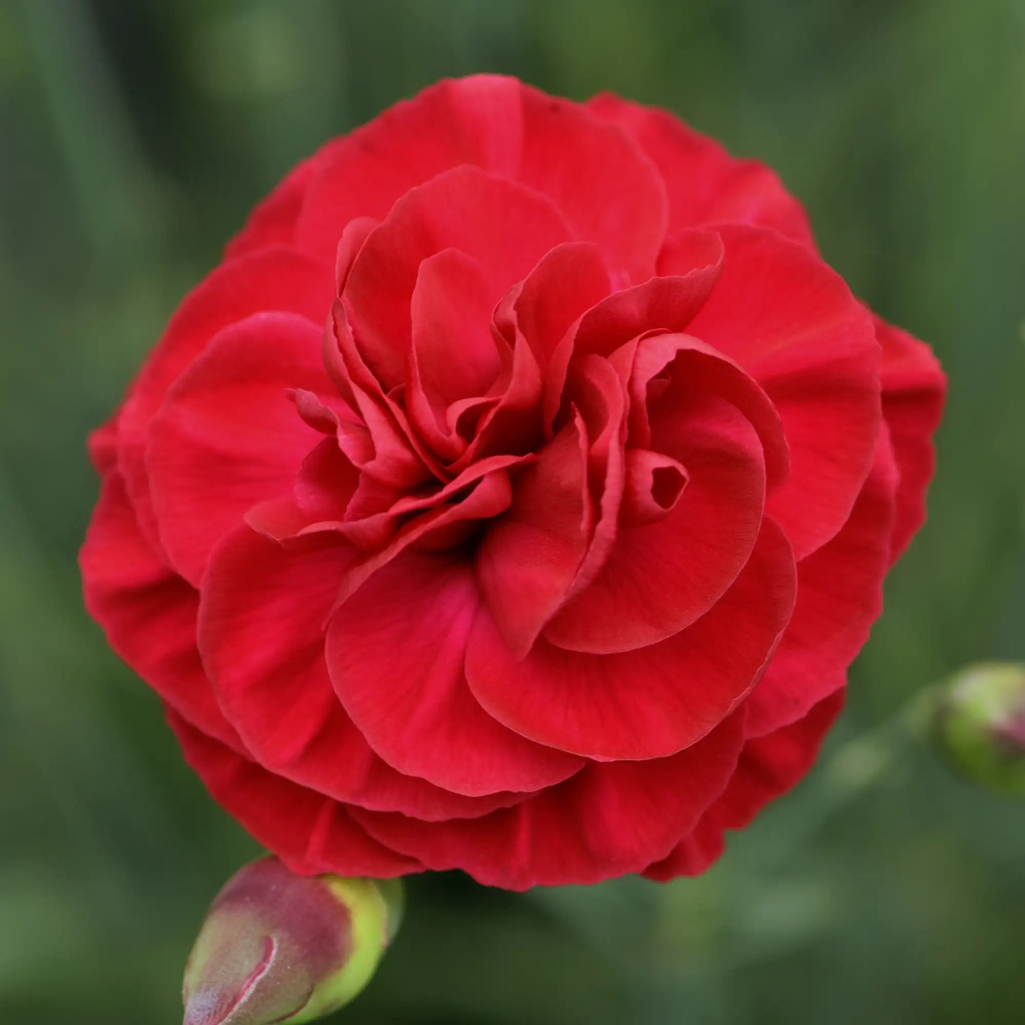 Pinks Scent First® 'Passion'
