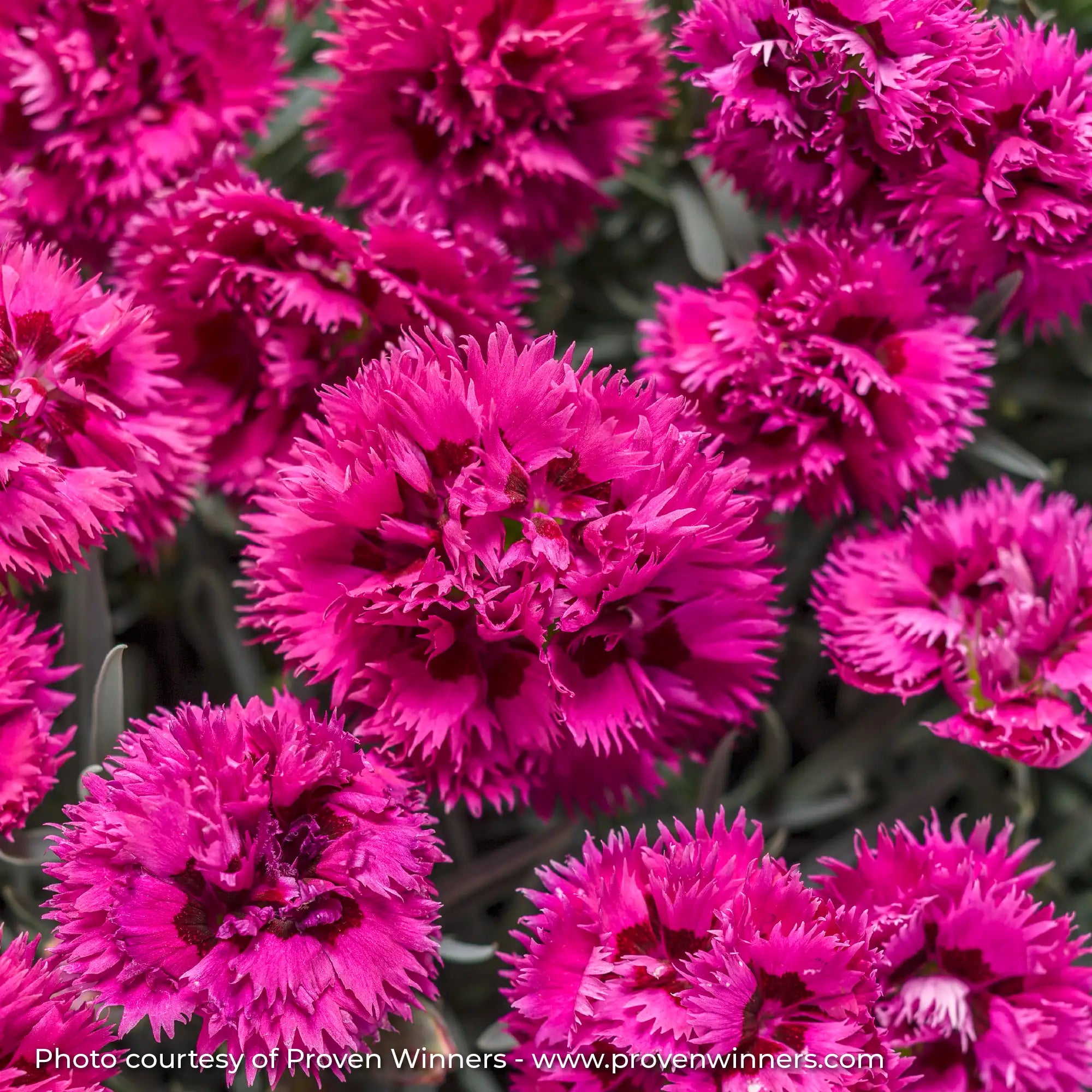 Close-up of Dark Pink Dianthus 