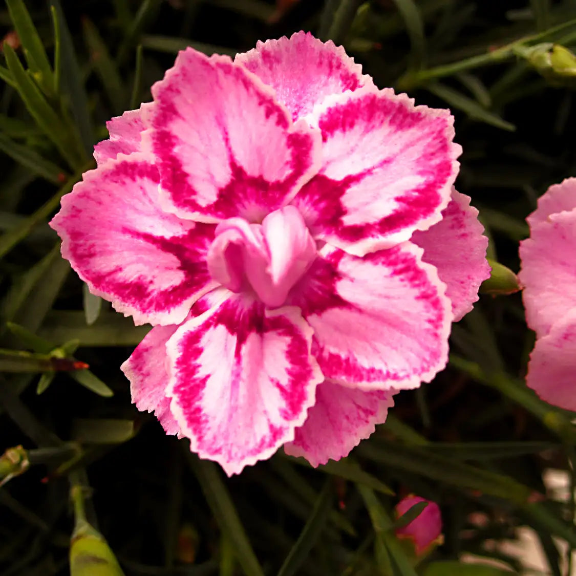 Pinks PREMIER™ 'Starburst'