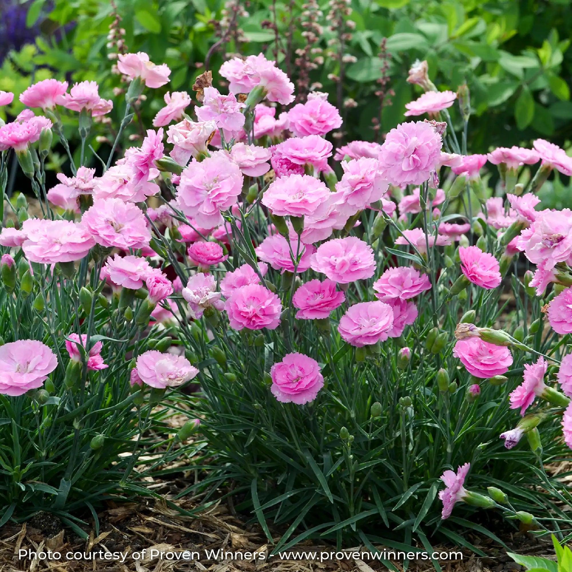 Light Pink Dianthus in a garden