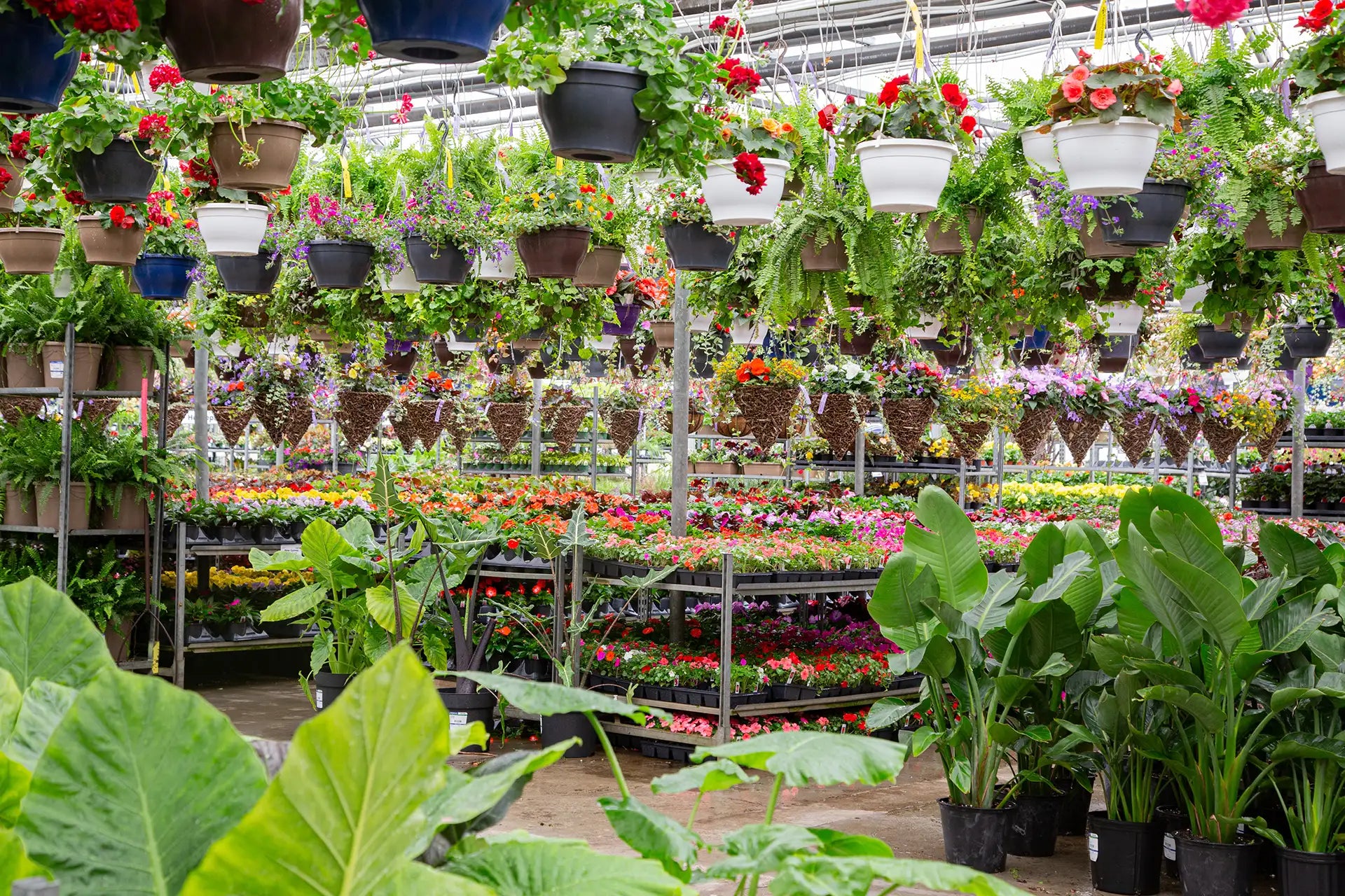Garden centre with colourful annuals and tropicals on ground, metal tables and hanging baskets in air. 