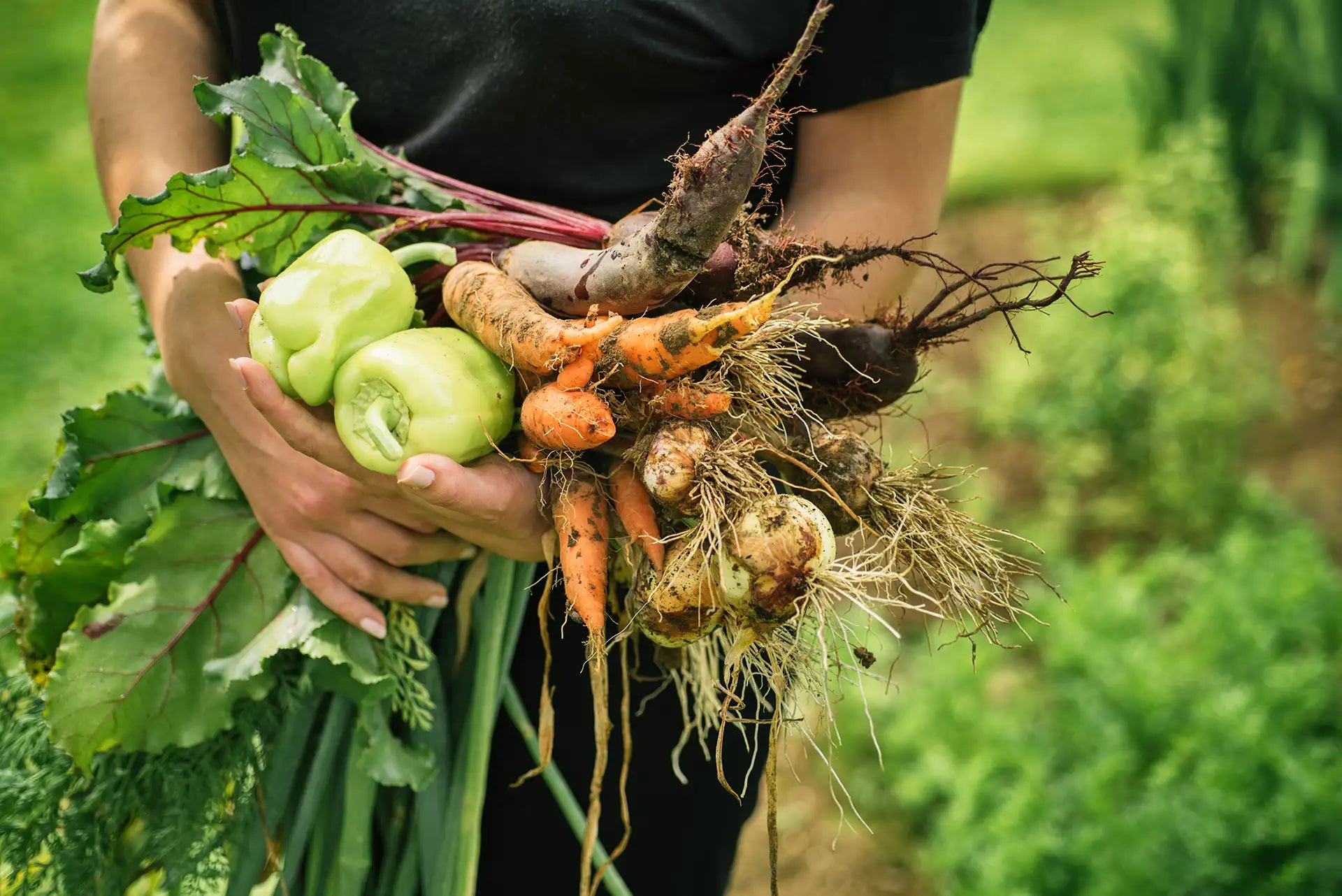 Person holding armful of fresh vegetables harvested in a garden