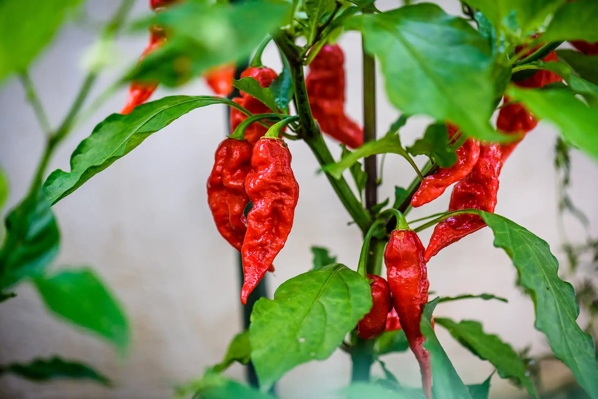 Red Bhut Jolokia hot peppers hanging off plant. 